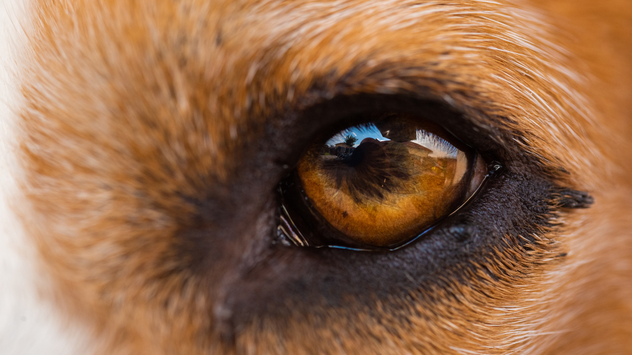 5_Hunde_Augenkrankheiten Ein Hund hat ein bernsteinfarbenes Auge und keine Augenkrankheit.