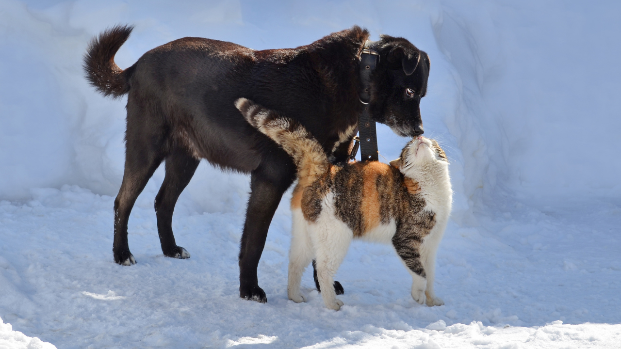 5_Serotoninmangel_Hund_Katze Ein Hund und eine Katze spielen zusammen im Schnee.