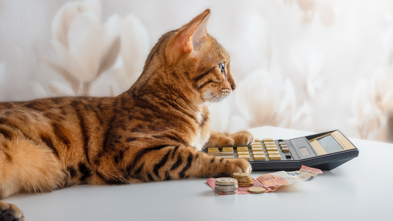 1_Katze_Kosten Eine Katze liegt auf einem Tisch mit einem Taschenrechner.