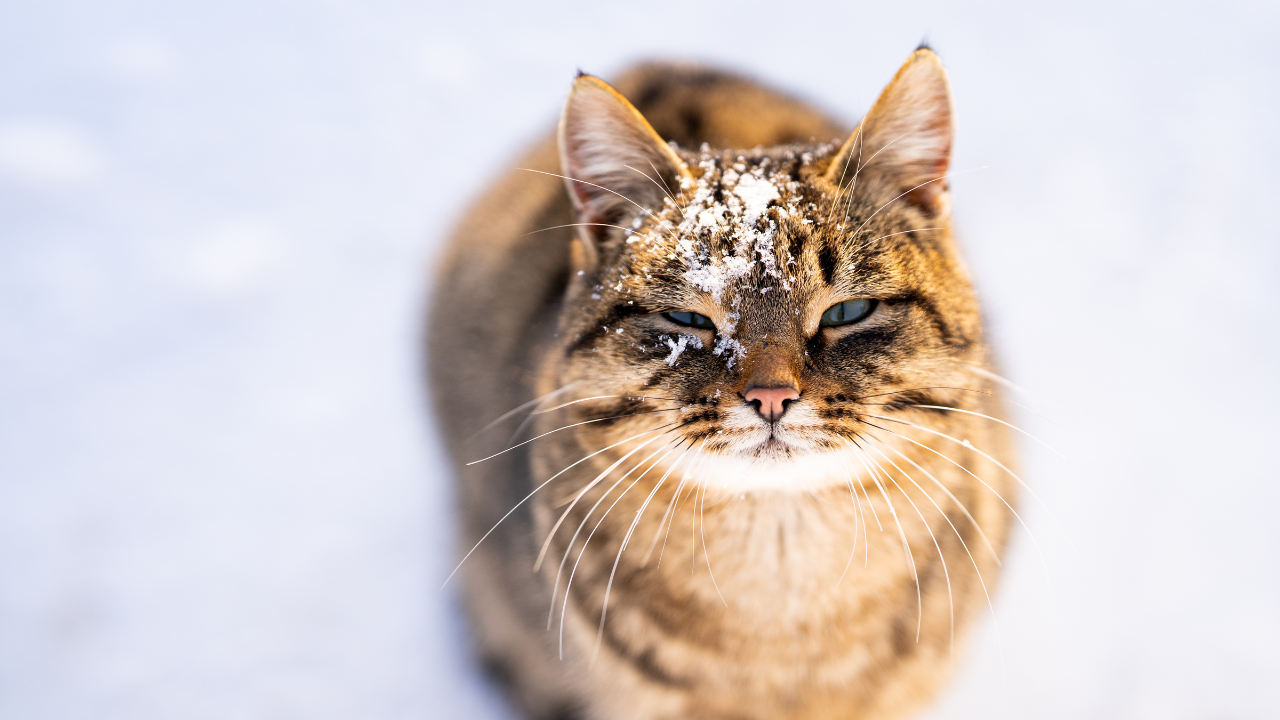 1_Katzenkrankheiten_Winter