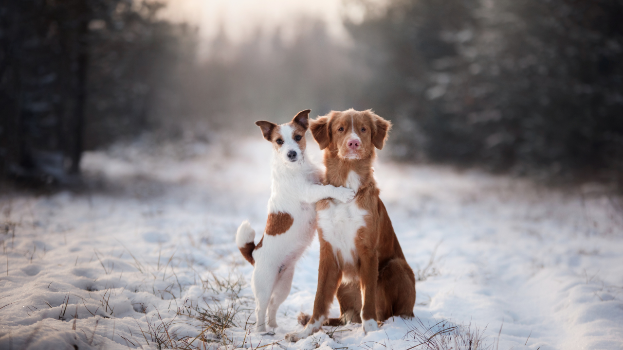 2_Gelenke_pflegen_Hund