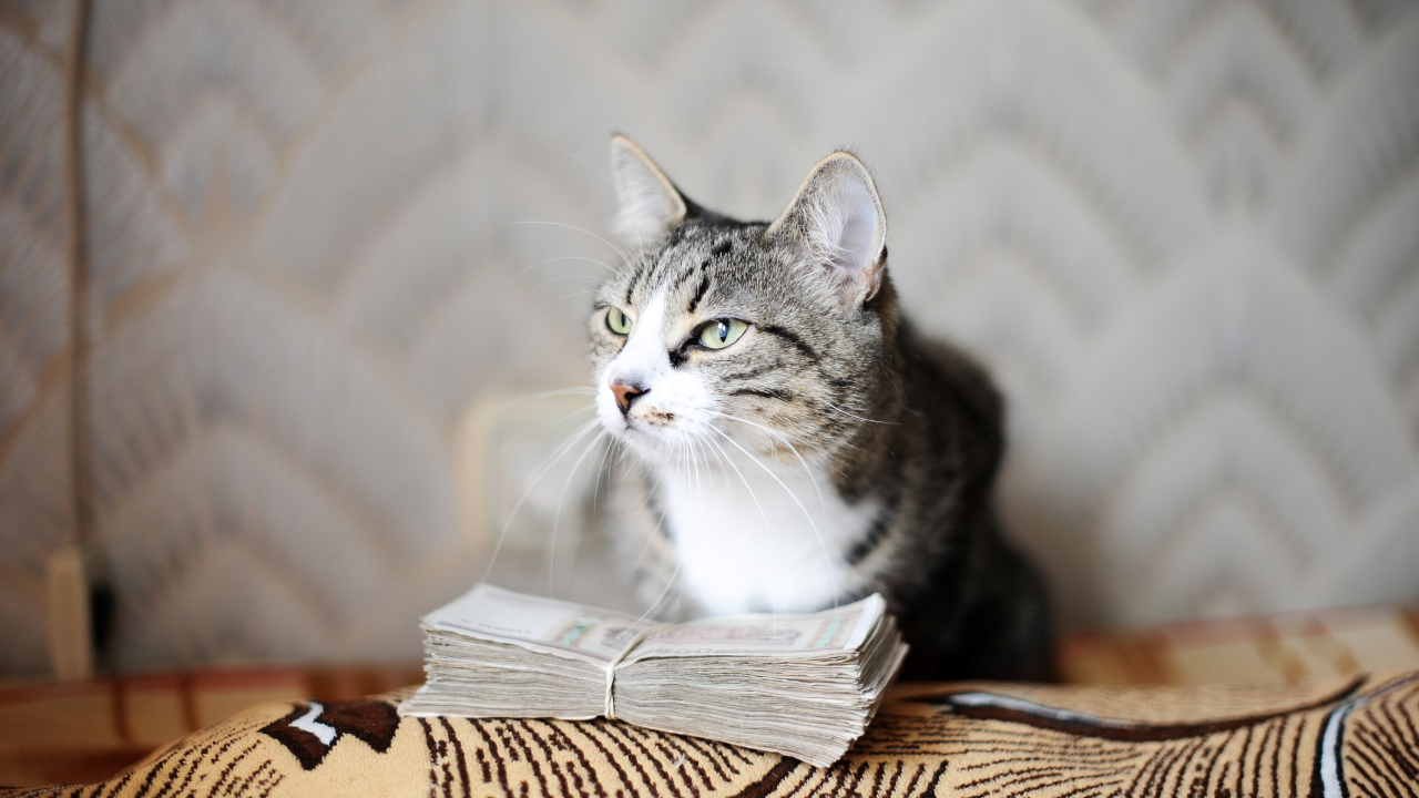2_Kosten_Katze Eine getigerte Katze sitzt vor einem Stapel Geld.