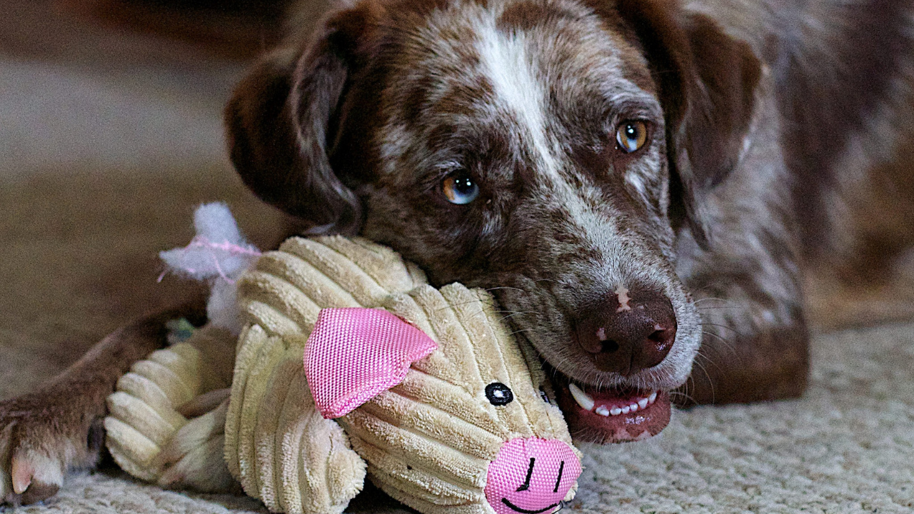 3_DIY_Hundespielzeug Ein Hund kaut an seiner selbst gebastelten Spielzeugpuppe.