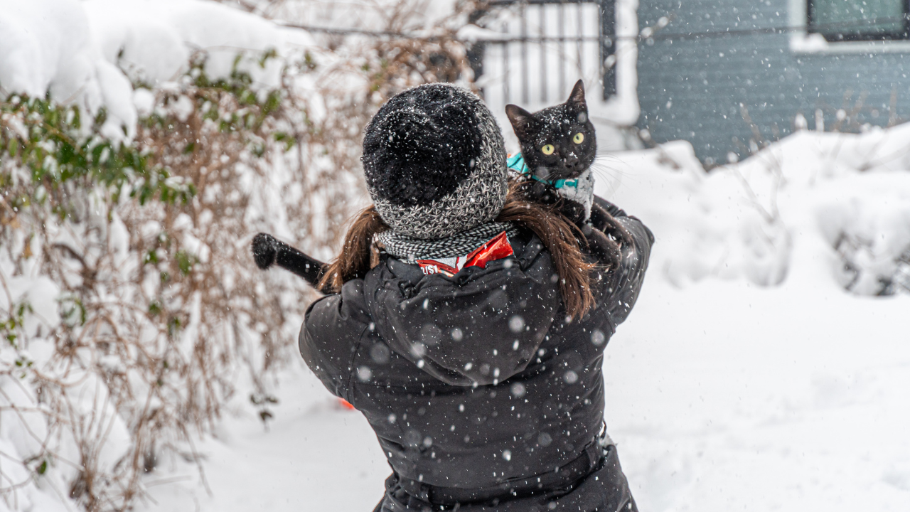 3_Katzengesundheit_im_Winter Eine Katze spielt mit ihrer Besitzerin draußen im Schnee.