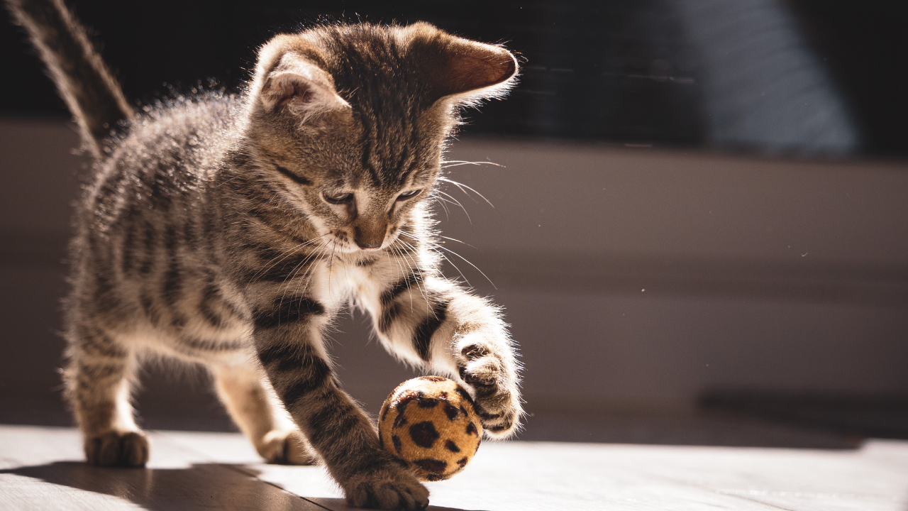 Eine Babykatze spielt mit einem Filzball.