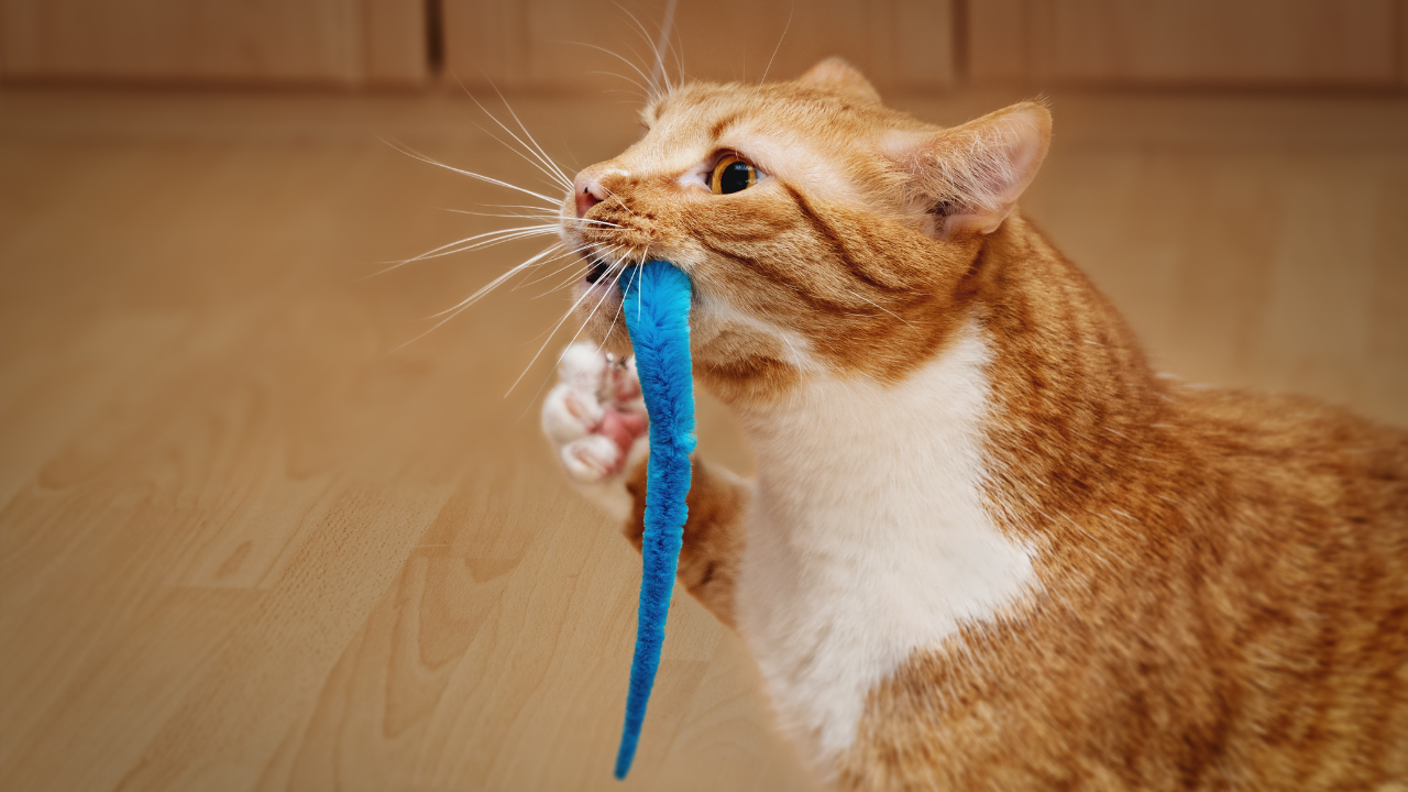 Eine Katze nagt an einer Spielzeugschnur, die sie gefangen hat.