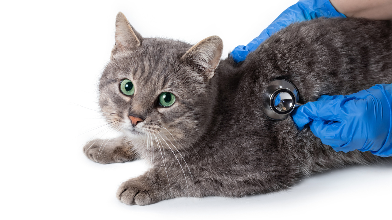 4_Wintergesundheit_Katzen Eine Katze wird beim Tierarzt auf eine mögliche Unterkühlung untersucht.