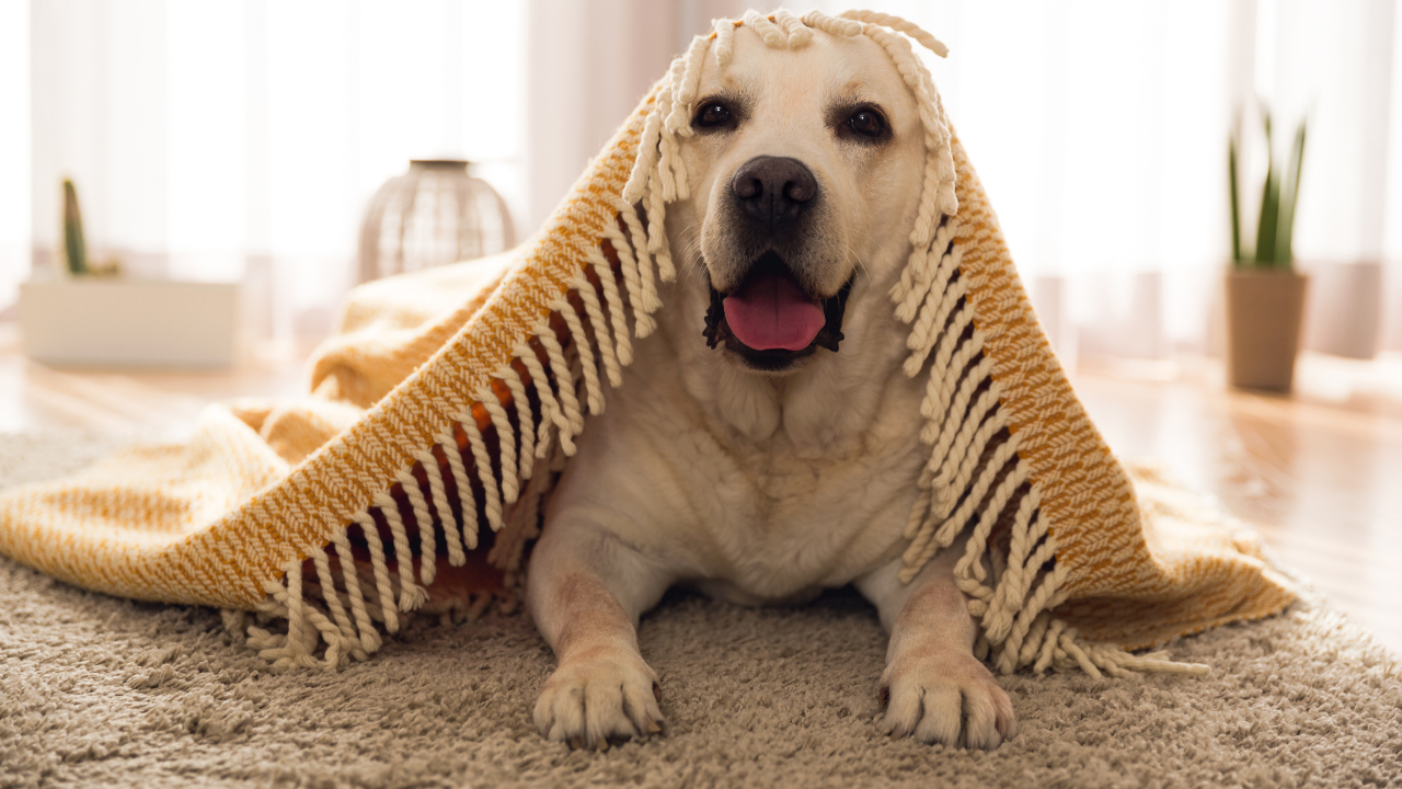 5_Hundedecke Ein Hund hat ein Unterkühlung und muss sich unter der Decke aufwärmen.