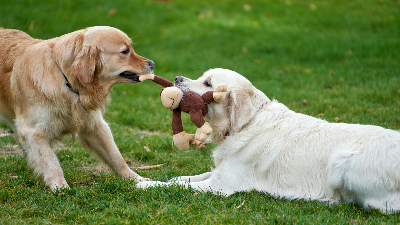 5_Hundespielzeuge Zwei Golden Retriever spielen miteinander auf der Wiese.