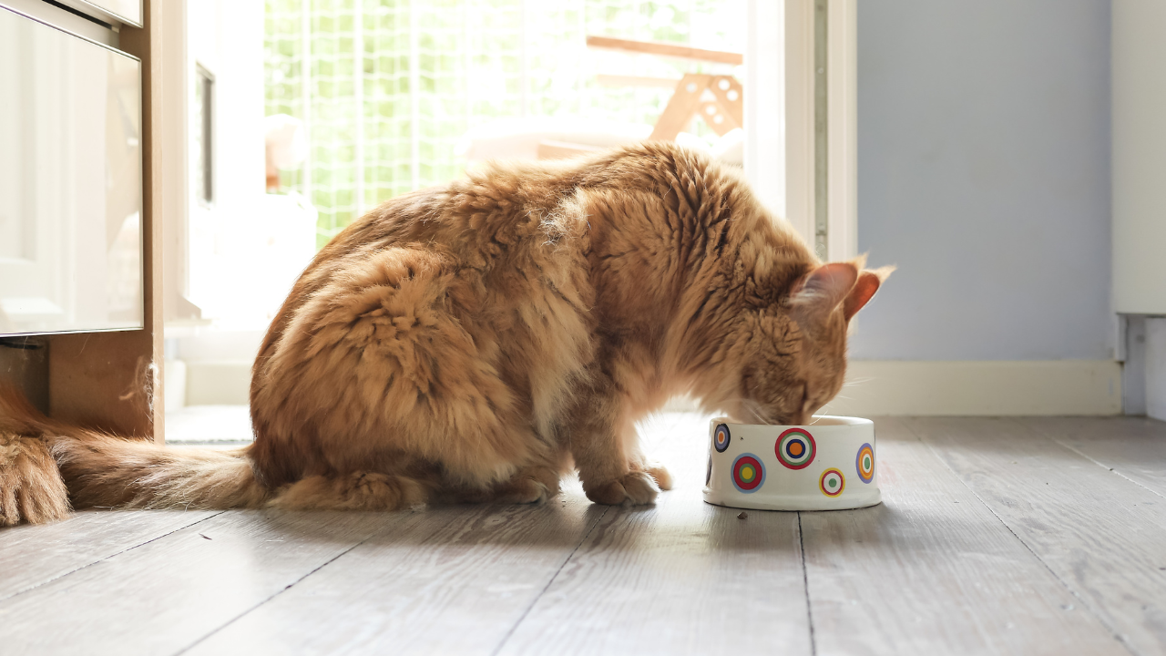 5_Katzenkosten Eine rote Katze frisst auf einem Futternapf.