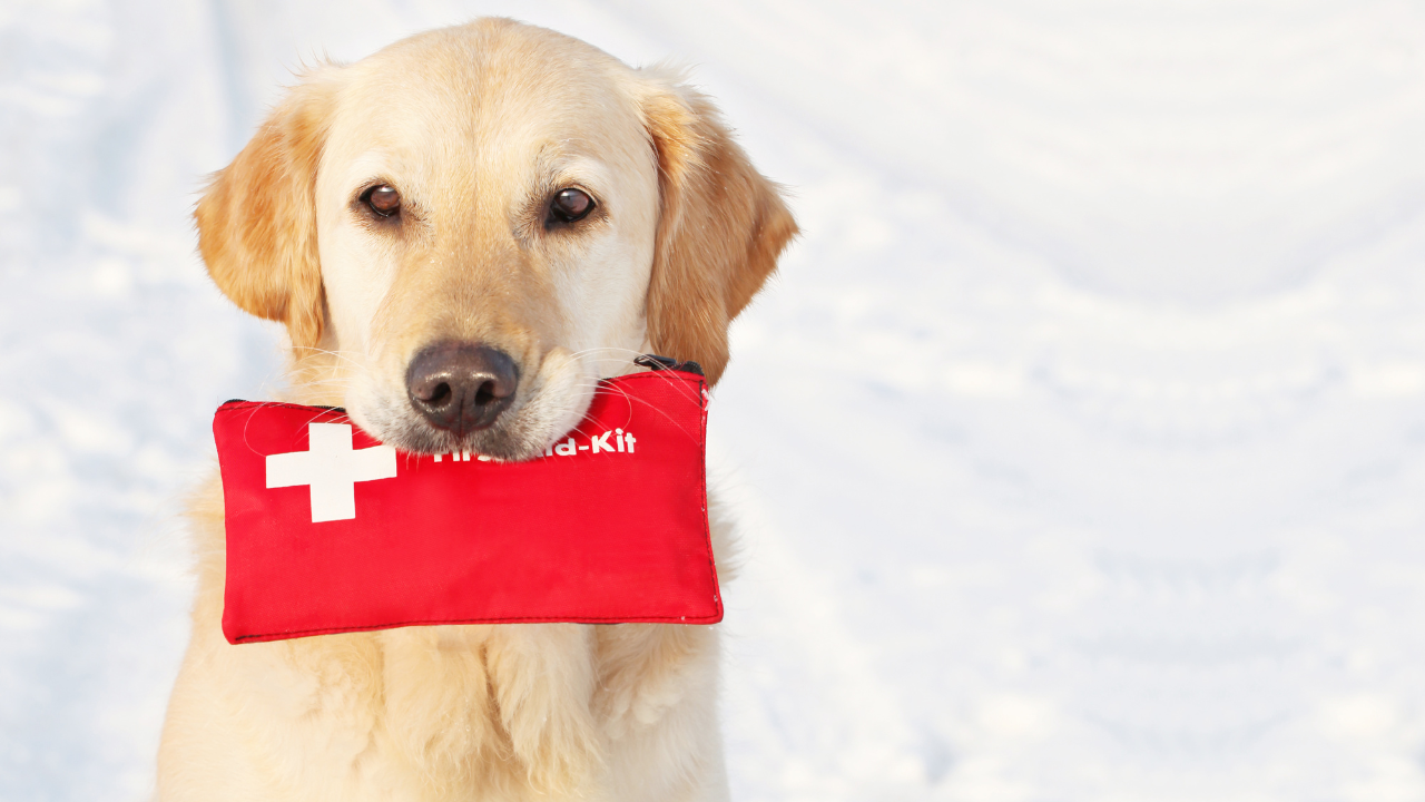 5_Notfallmaßnahmen_Hund Ein Hund hat sein Erste-Hilfe-Set dabei, für den Fall, dass er sich verletzt.