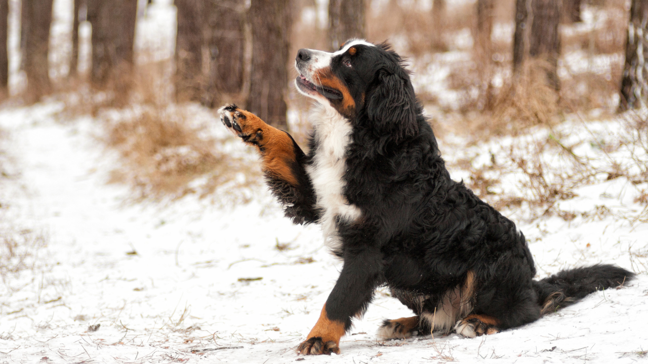 Winterkrankheiten_Hund Ein Hund sitzt im Schnee und hebt eine Pfote.