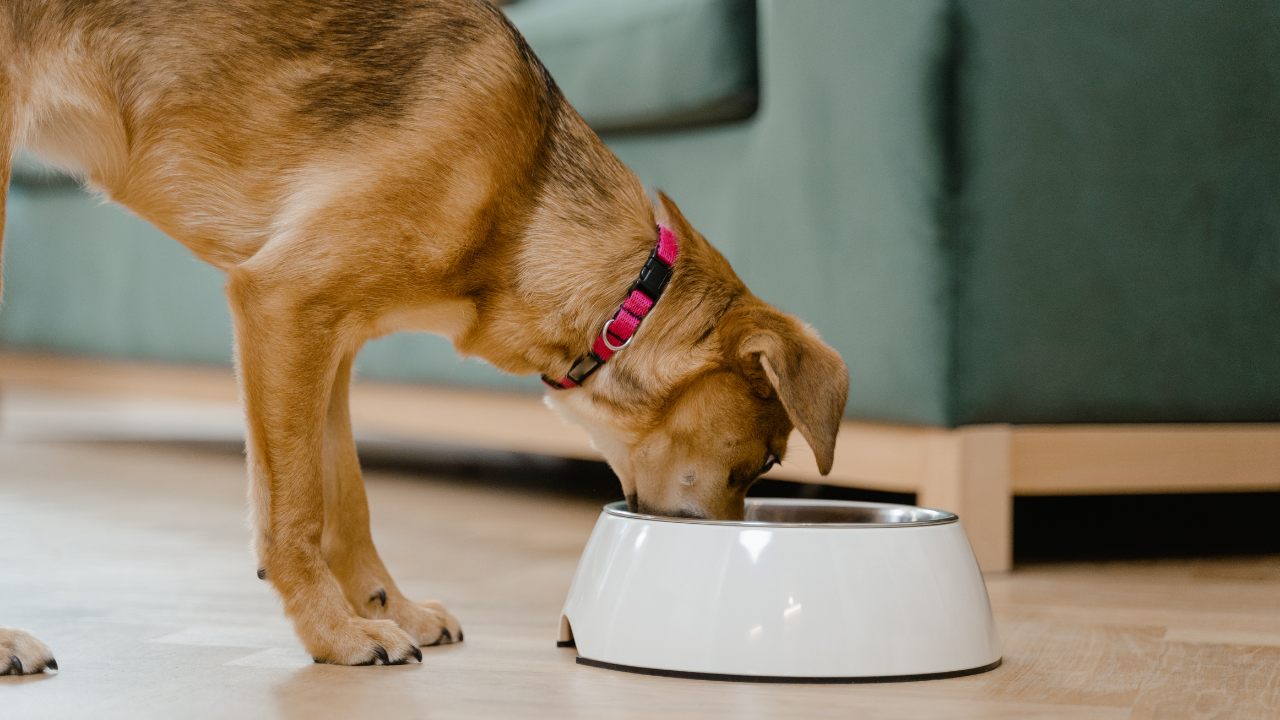 Ein Hund frisst aus gesundes Futter aus seinem Napf.