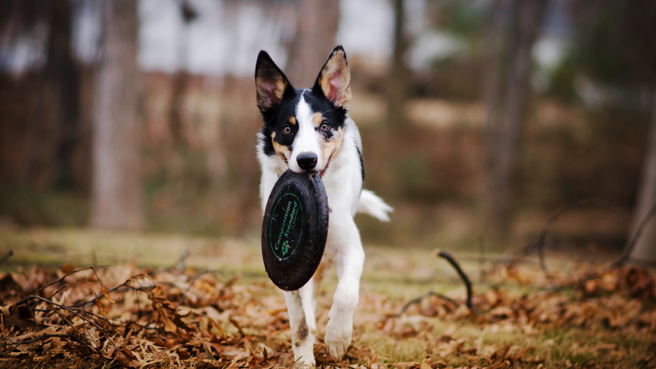 Ein Hund spielt Frisbee im Wald.