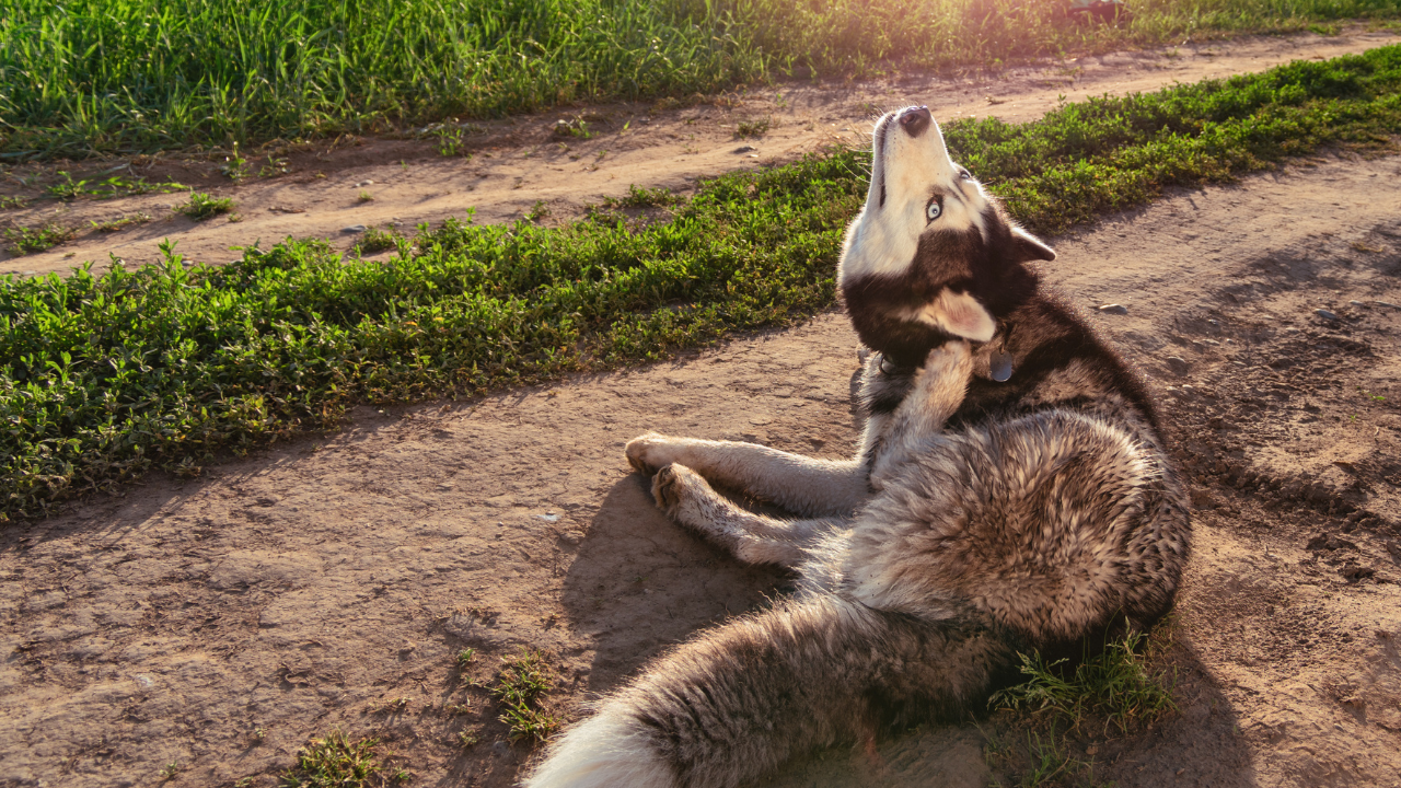 Ein Husky kratzt sich während des Spaziergangs am Ohr.