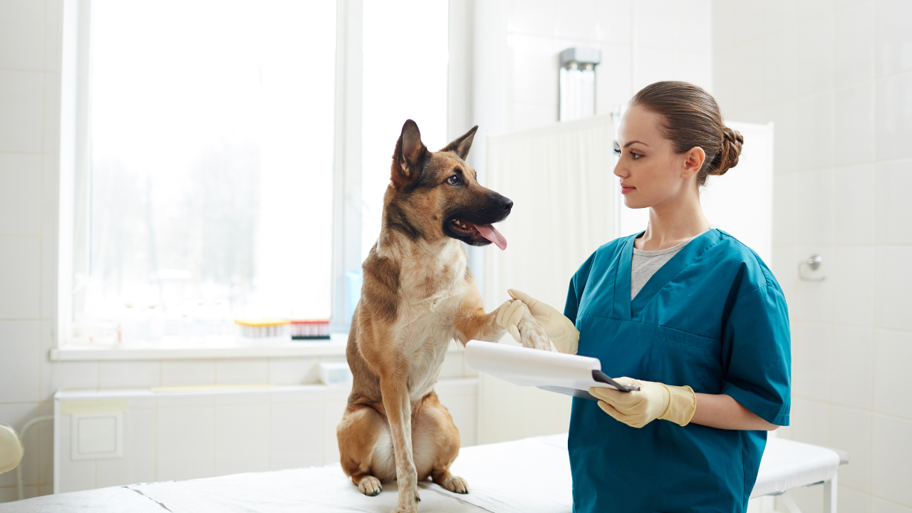 2_Kreuzbandriss_Hund Ein Schäferhund wird beim Tierarzt behandelt.