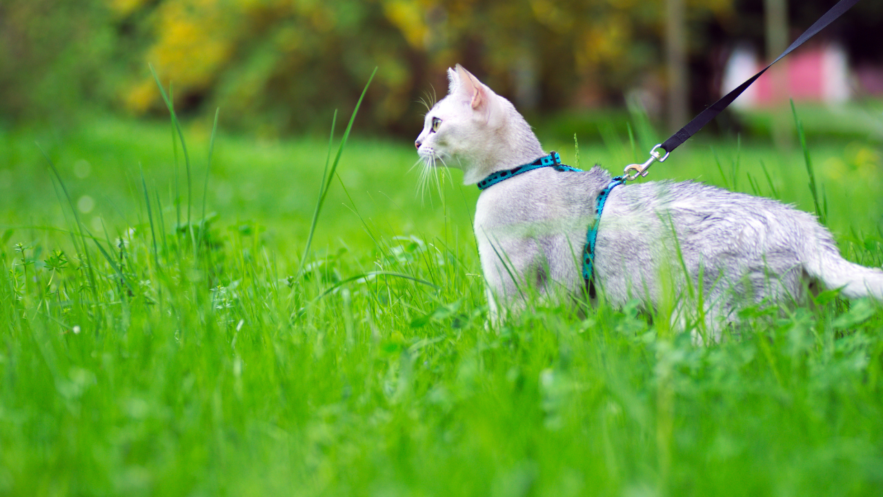 Eine Katze macht spaziert durch die Wiese an der Leine.