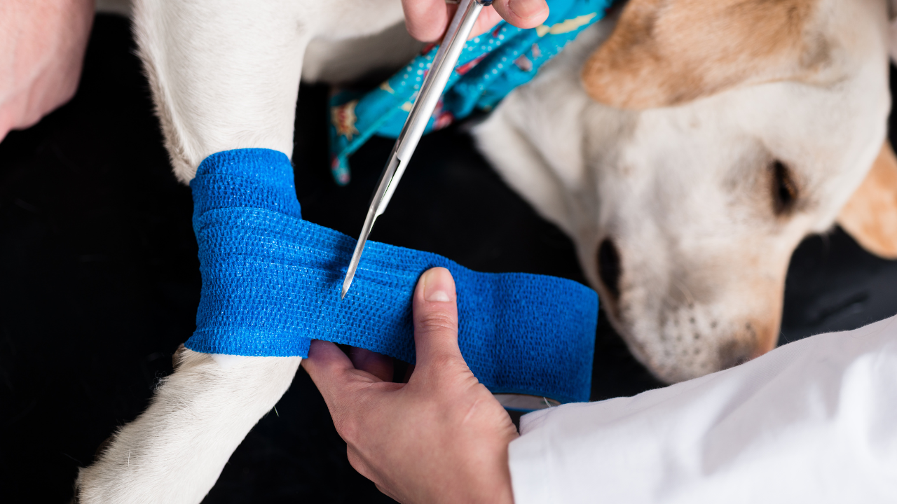 3_Hund_Kreuzbandriss Ein Hund bekommt einen Verband vom Tierarzt angelegt.