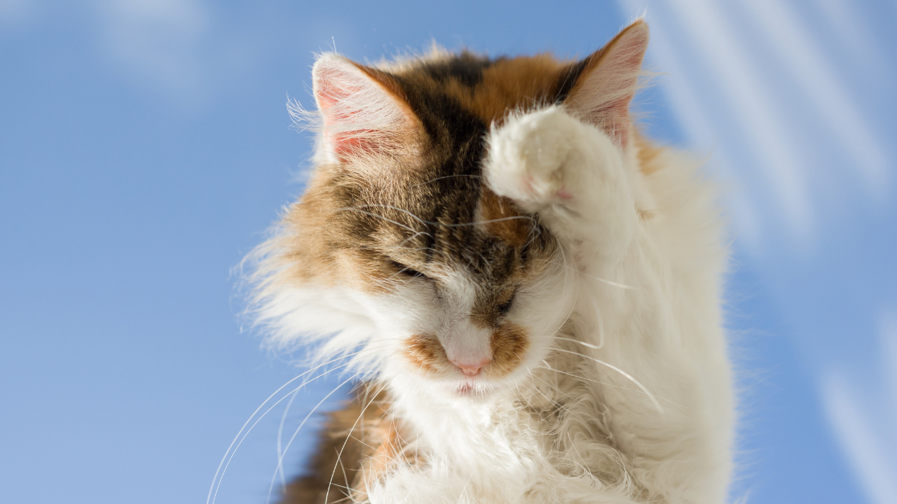 Eine Katze kratzt sich im Gesicht, weil sie Juckreiz hat.