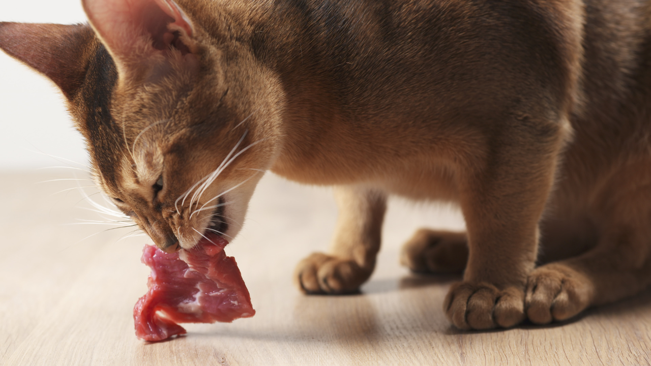 Eine Katze frisst rohes Fleisch.