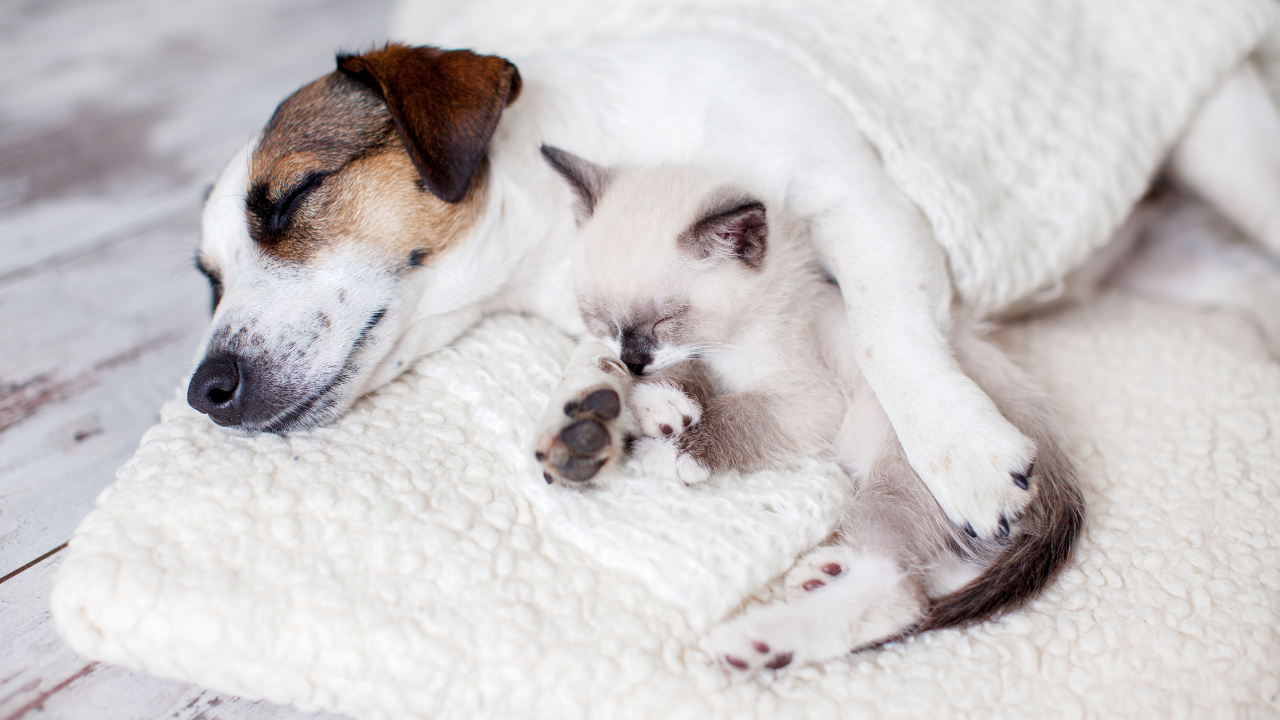 3_Schlafgewohnheiten_Hund_Katze Ein Hund und eine Babykatze teilen sich ein Hundebett.