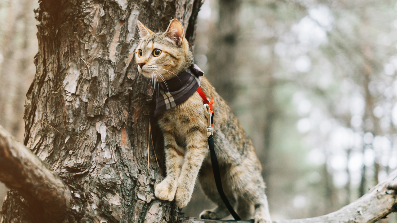 Eine Babykatze klettert auf einen Baum an der Leine.