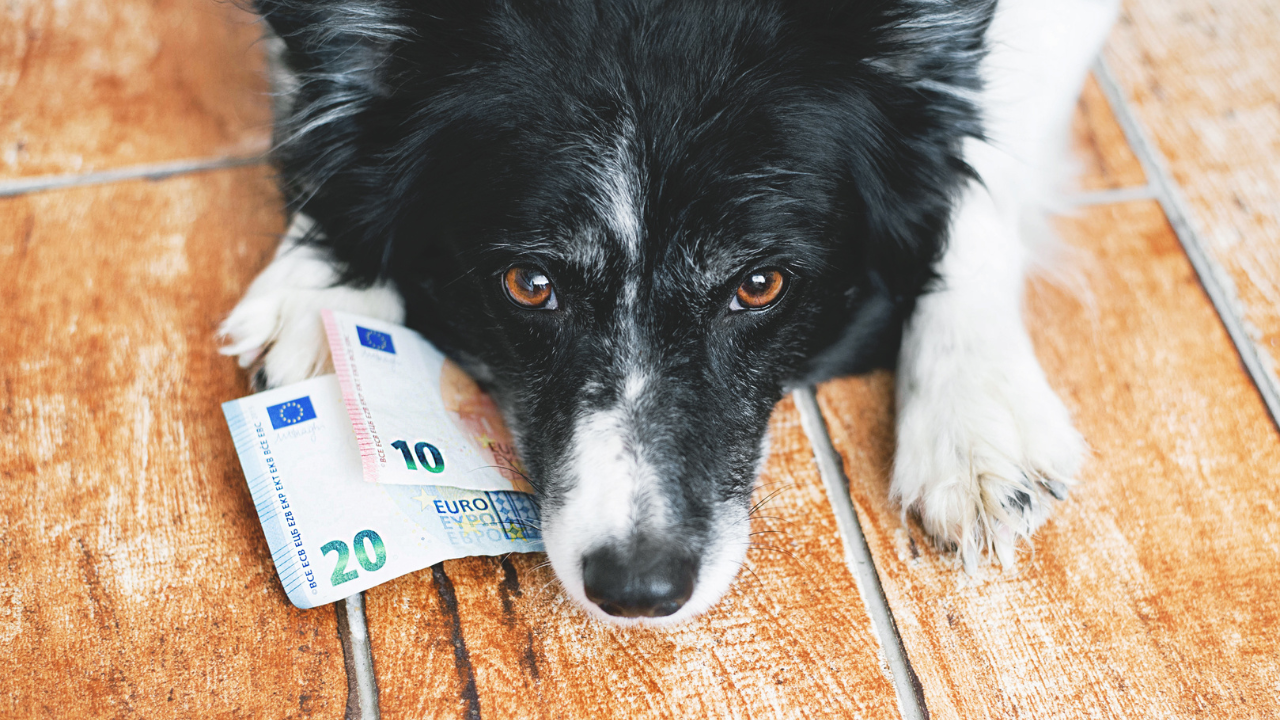 4_Finanzplanung_Hund Ein Hund liegt am Boden mit dem Kopf auf ein paar Geldscheinen.
