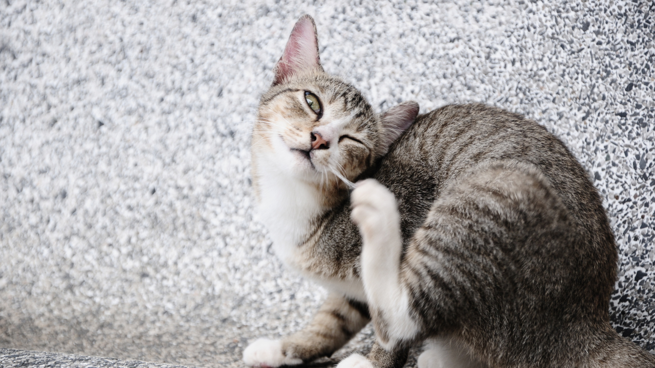 Eine Katze kratzt sich am Kopf aufgrund von Juckreiz.