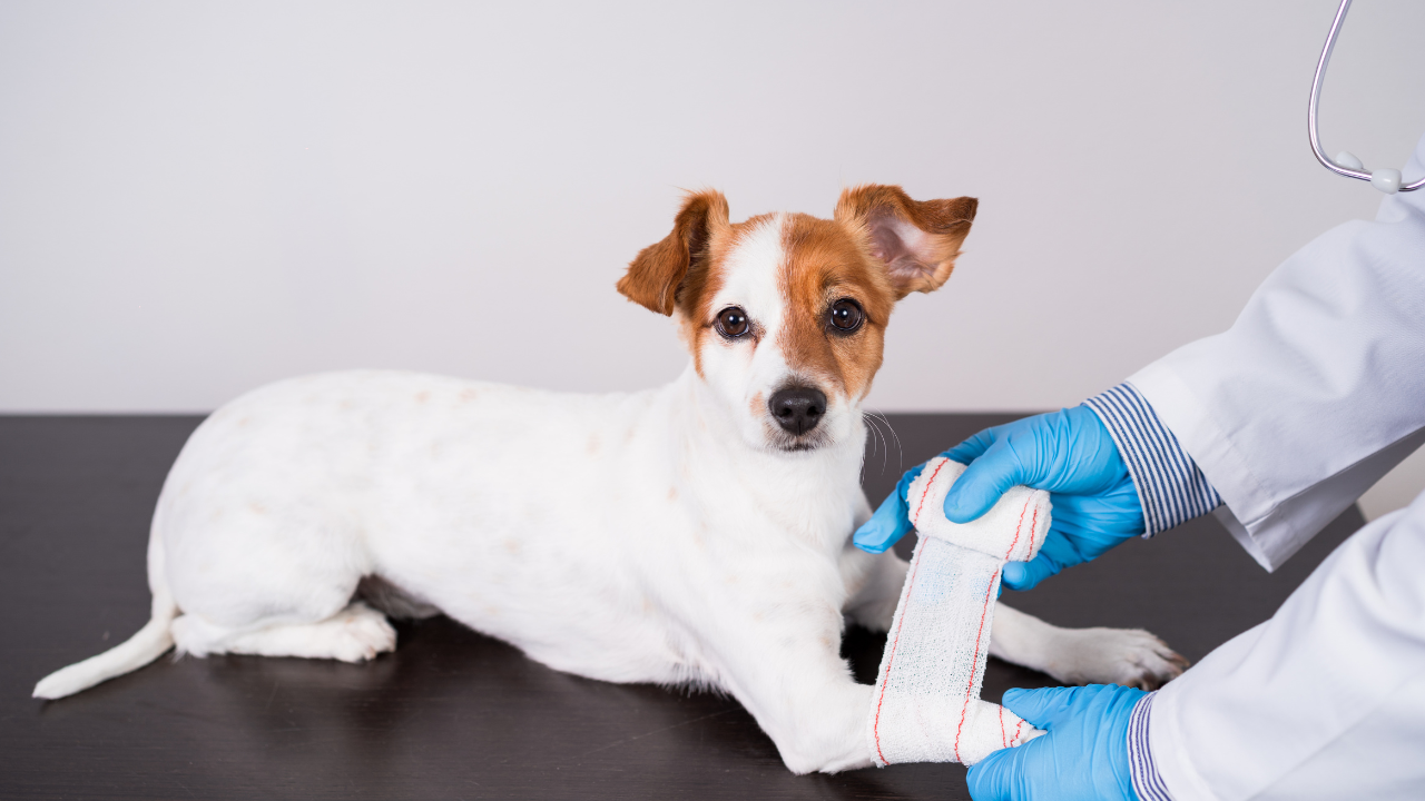 4_Hund_Kreuzband Ein kleiner Hund wird von einem Tierarzt behandelt.