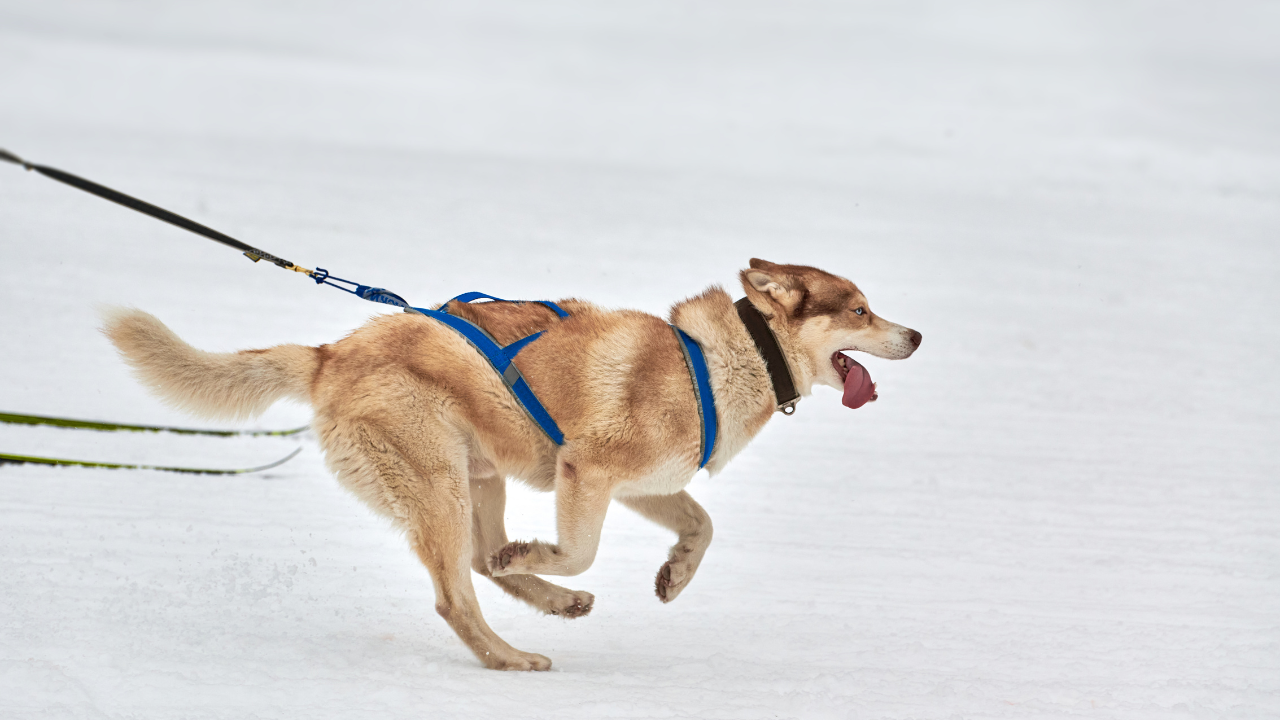 Ein Hund zieht seinen Besitzer mit einem speziellen Canicross-Geschirr.