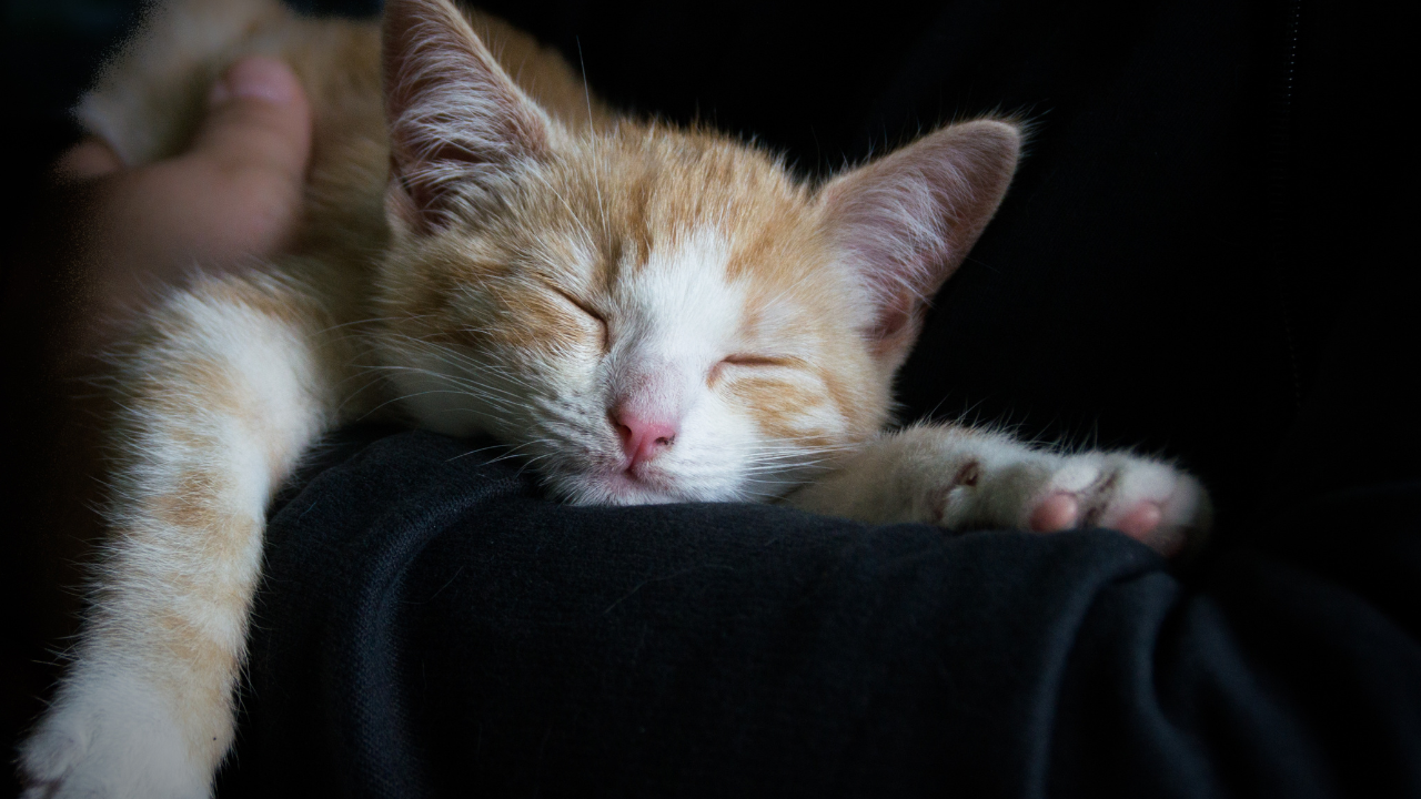 4_Katze_Ruhephasen Eine Babykatze schläft tief und fest auf dem Sofa.