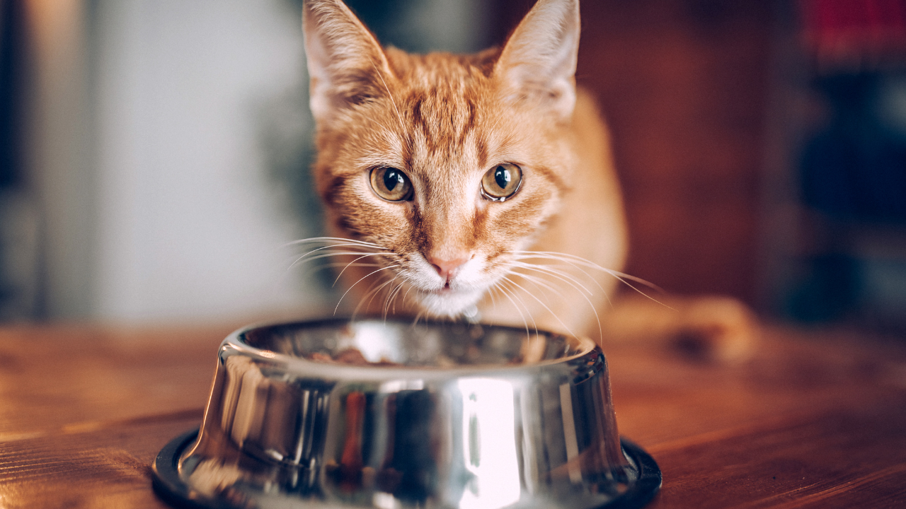 Eine Katze frisst ihr Futter aus einem Napf.