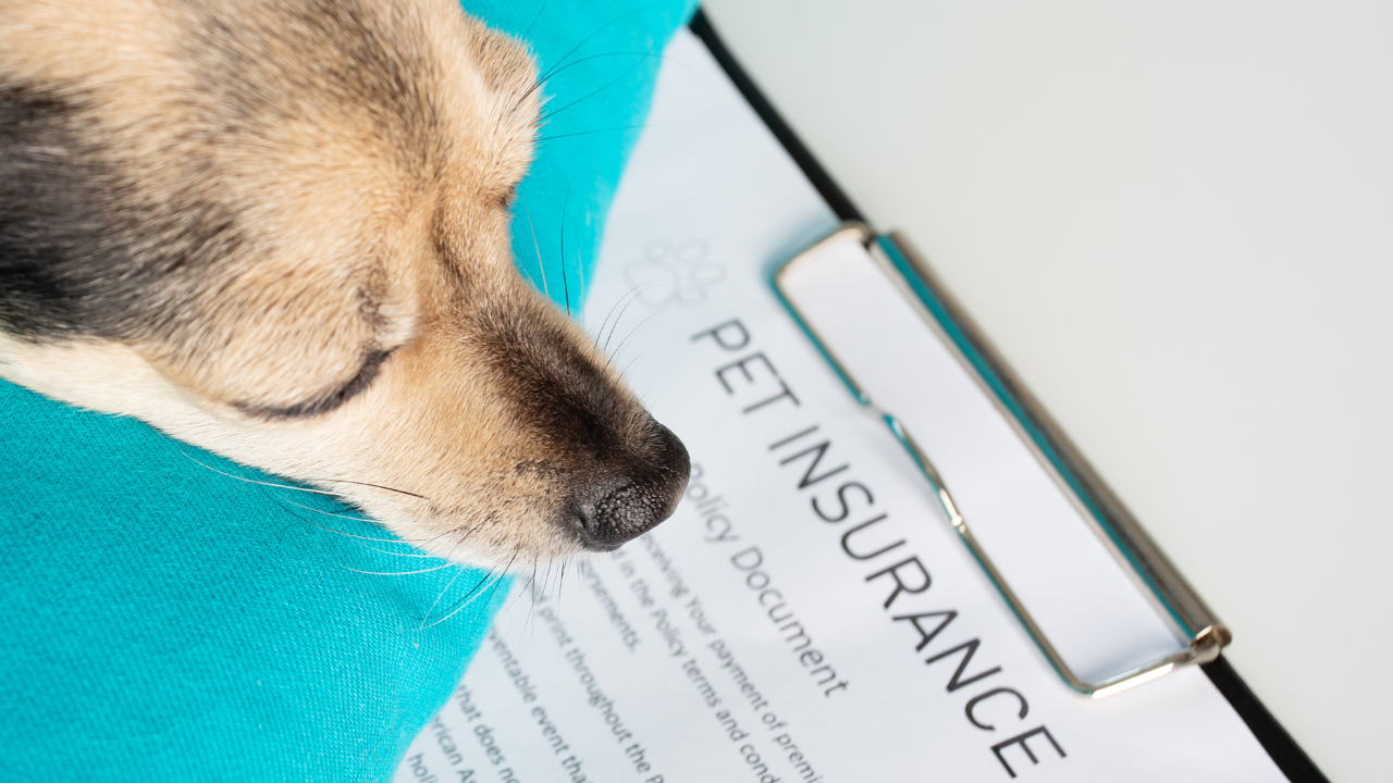4_Pet_Insurance Ein Hund bekommt eine Krankenvollschutzversicherung.