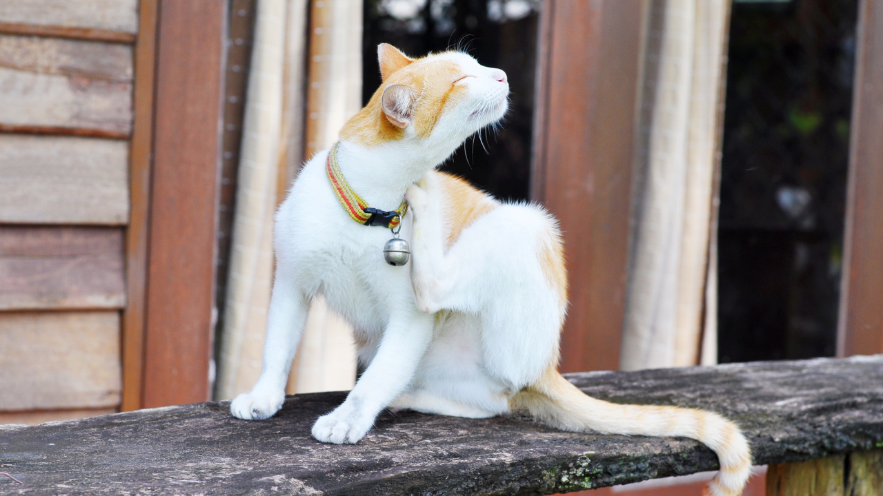 Eine Katze hat Parasiten und kratzt sich deshalb am Hals.