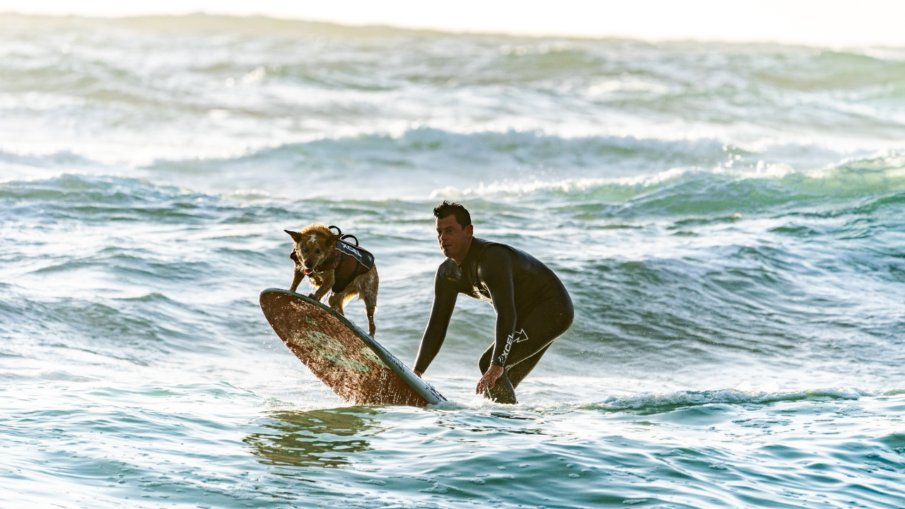 Ein Hund surft mit seinem Besitzer im Meer.
