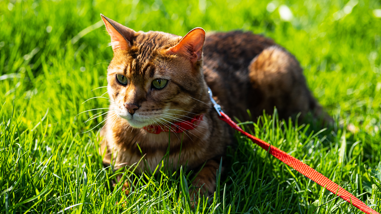 Eine Katze genießt einen Spaziergang an der Leine bei schönem Wetter.