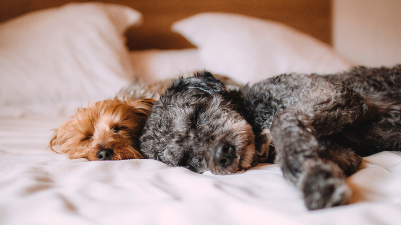 5_Schlafverhalten_Haustiere Zwei Hunde schlafen zusammen im Bett.