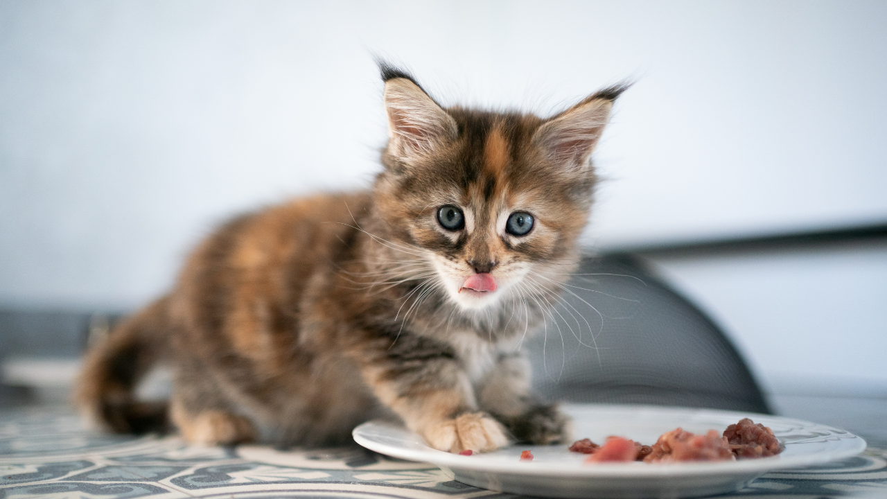 1_Futtermittelallergie_Katze