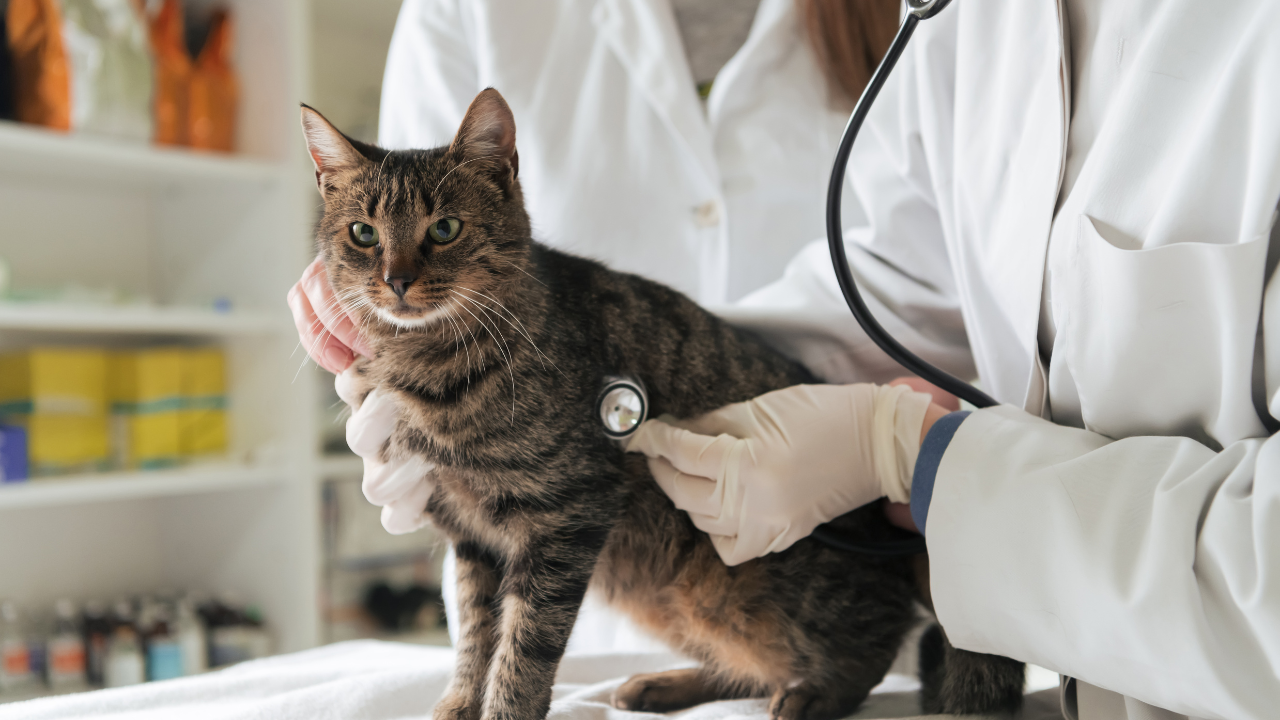 1_Katzenschnupfen_Behandlung
