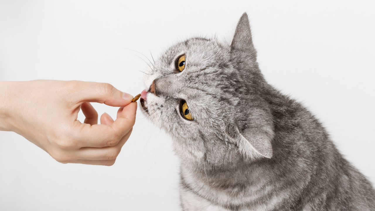 2_Futtermittelallergie_Katzen Eine Katze wird von ihrem Besitzer gefüttert.