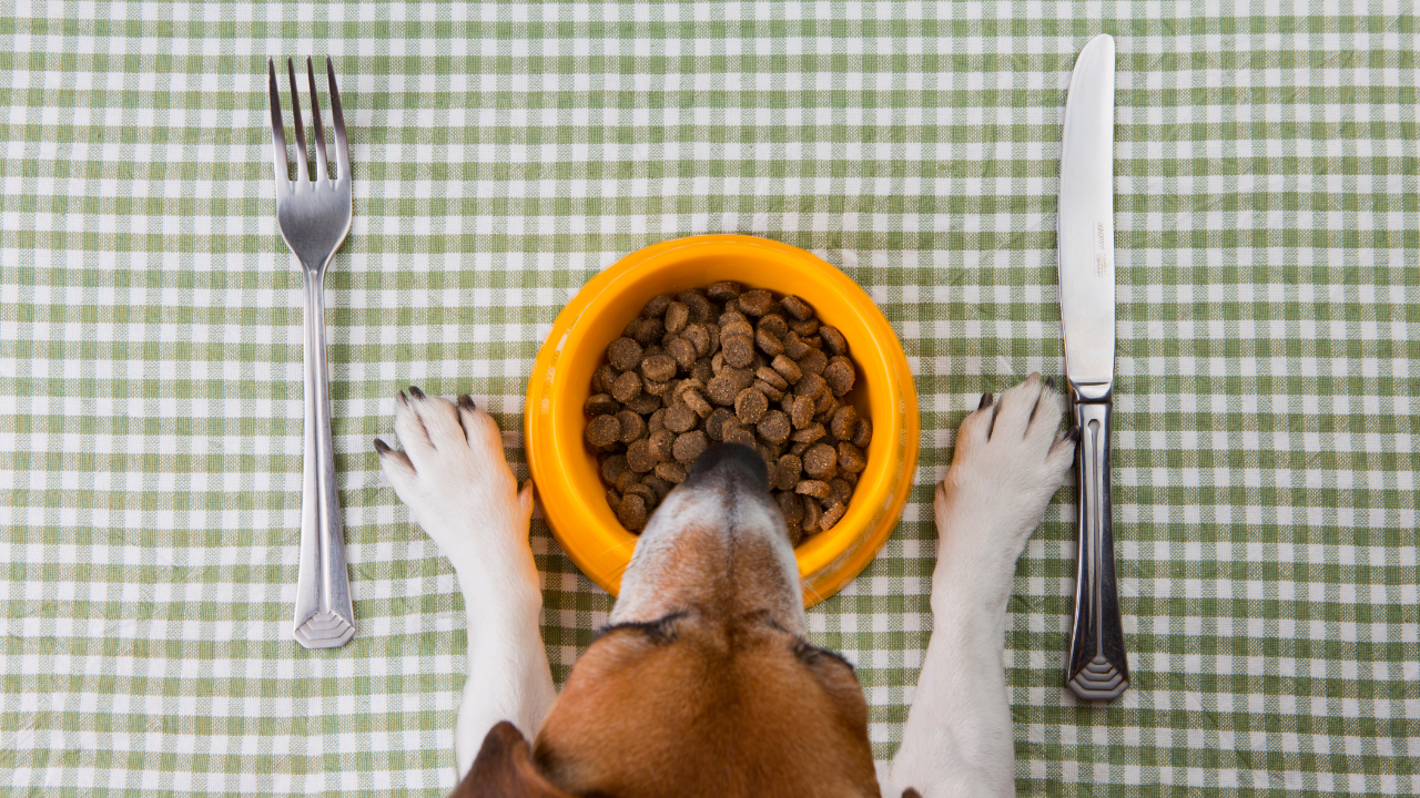 2_Futtermittelallergie_beim_Hund Ein Hund frisst genüsslich sein Futter.