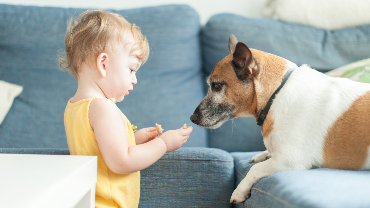 Ein Baby füttert den Hund am Sofa.