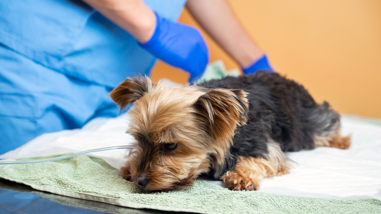 Ein Hund muss wegen Zwingerhusten beim Tierarzt behandelt werden.