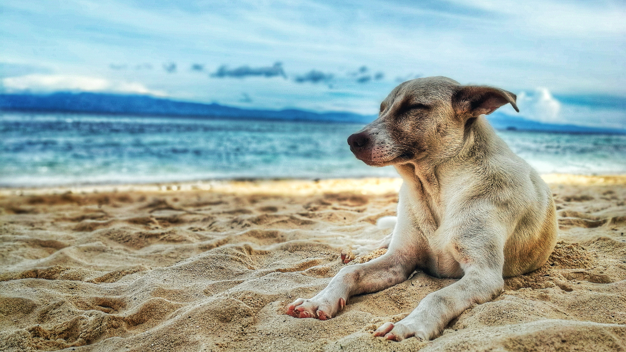 2_Leishmaniose_Tierschutzhund Ein Hund liegt am Strand und genießt die Sonne.