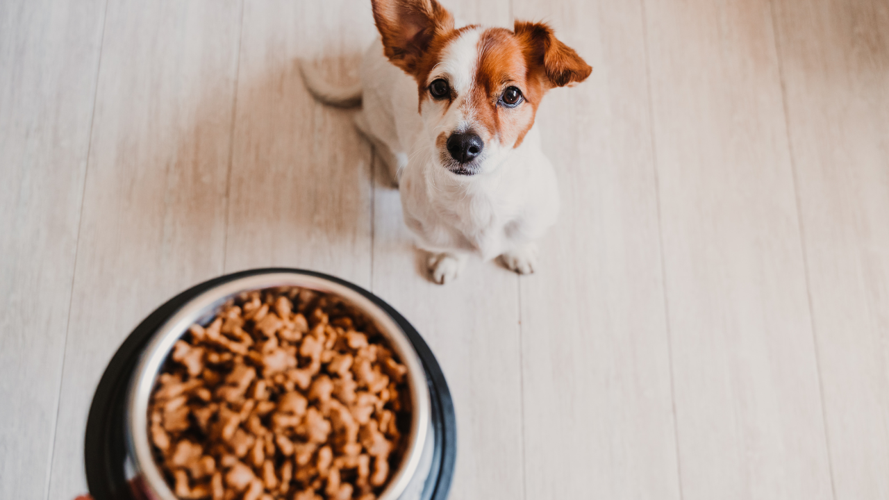 3_Allergie_Hund Ein Hund freut sich über sein allergenfreies Futter.