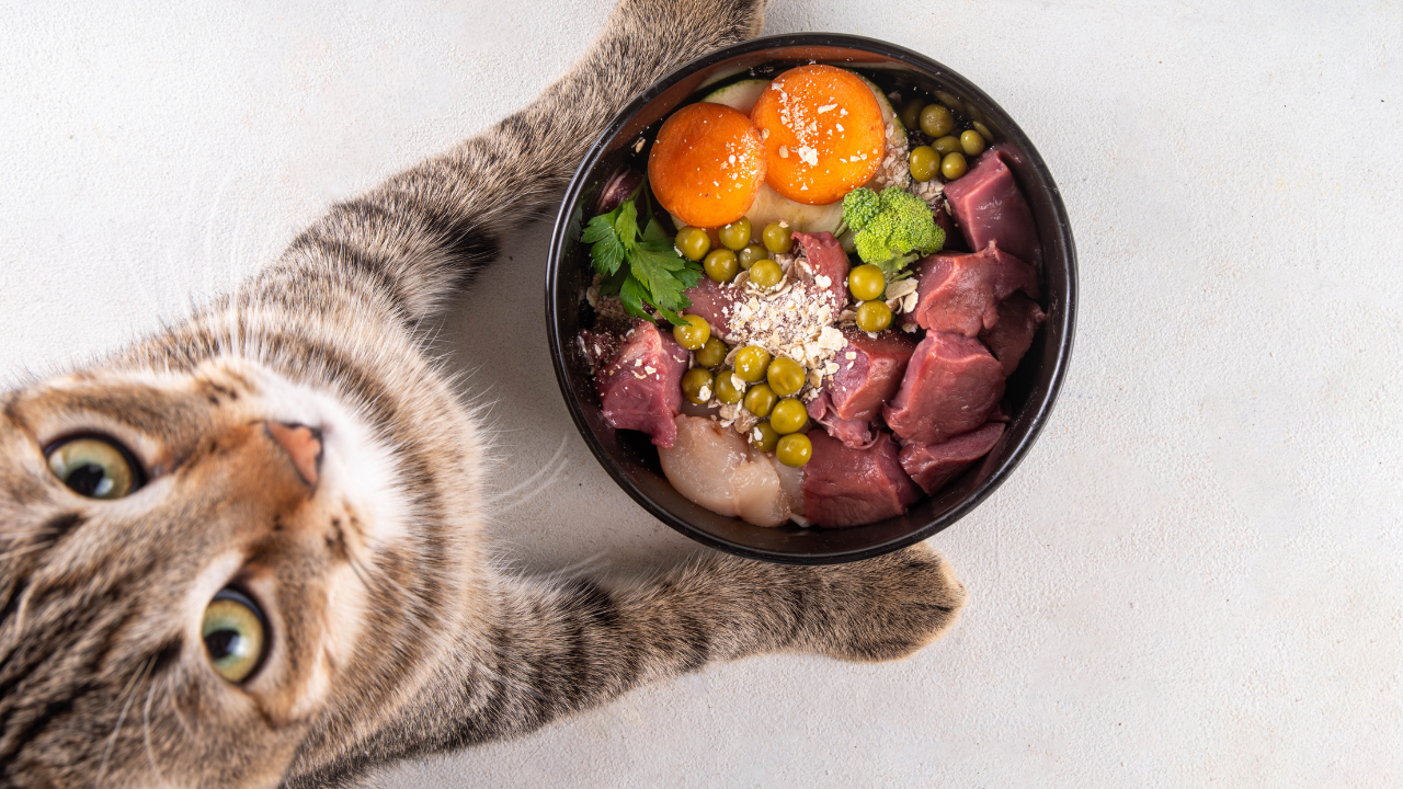 3_Barf_Katze Eine Katze bekommt gesundes Futter serviert.