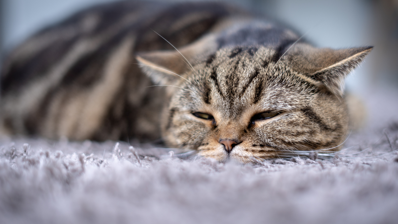 3_Harnsteine_Katze Eine Katze muss wegen Harnsteinen zum Tierarzt.