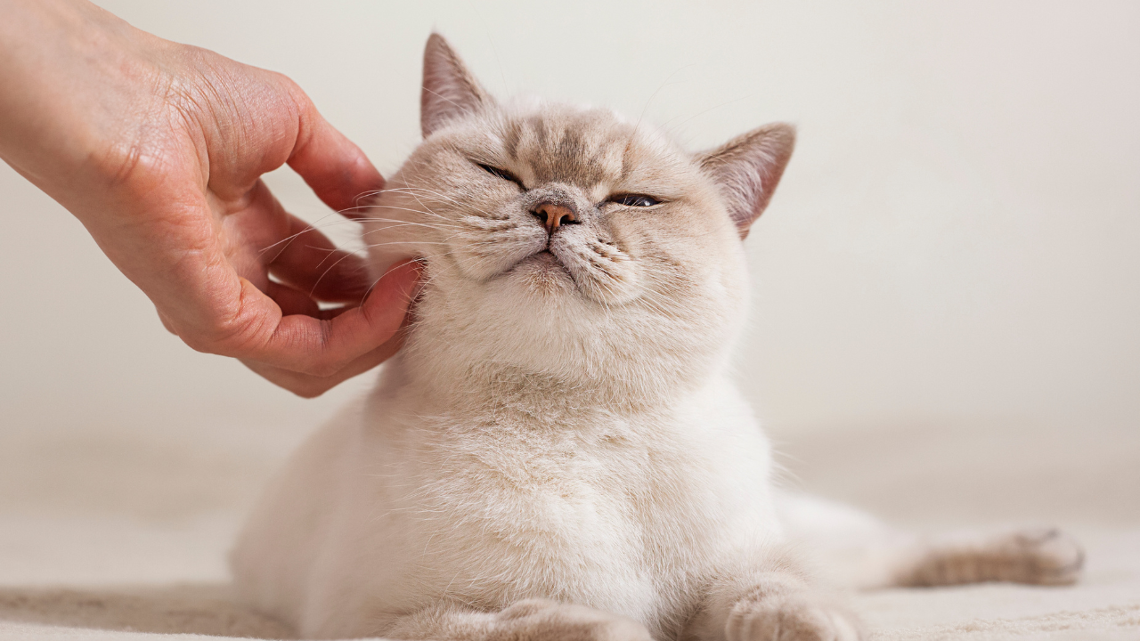 Eine Katze wird gestreichelt und löst dabei Oxytoxin aus.
