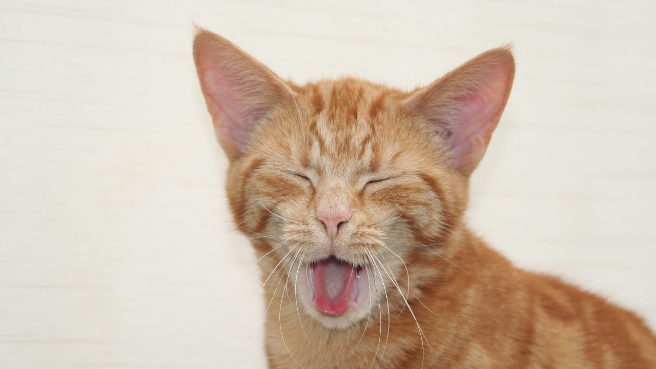 3_Katzenschnupfen_Tierarzt Eine kleine Katze leidet unter Katzenschnupfen.