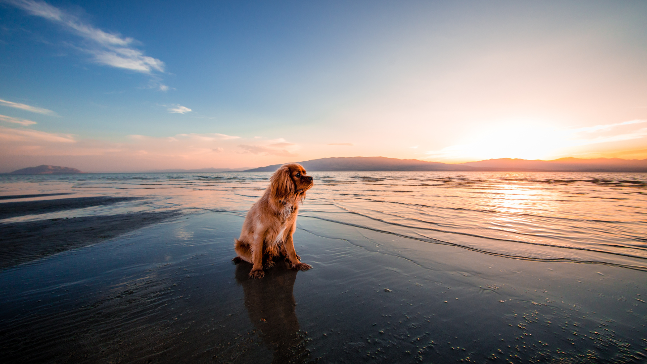 Ein Hund genießt den Sonnenuntergang am Strand.